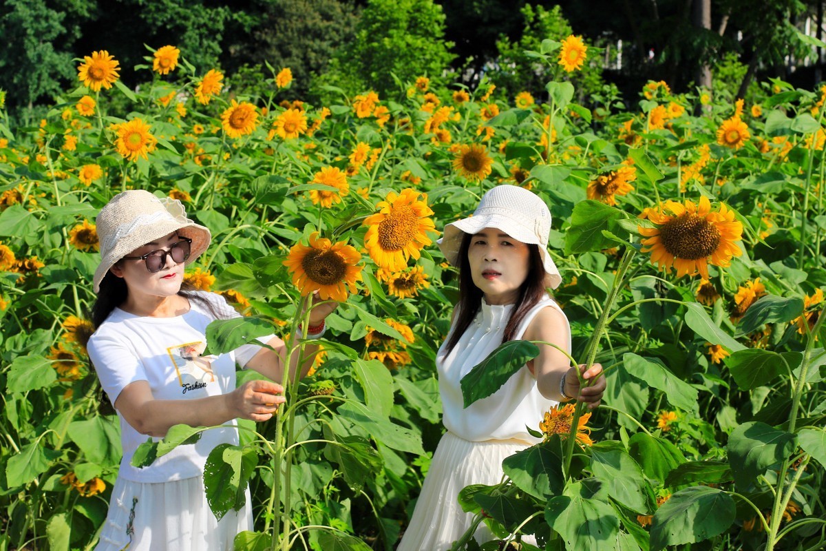 向着太阳的金色花朵