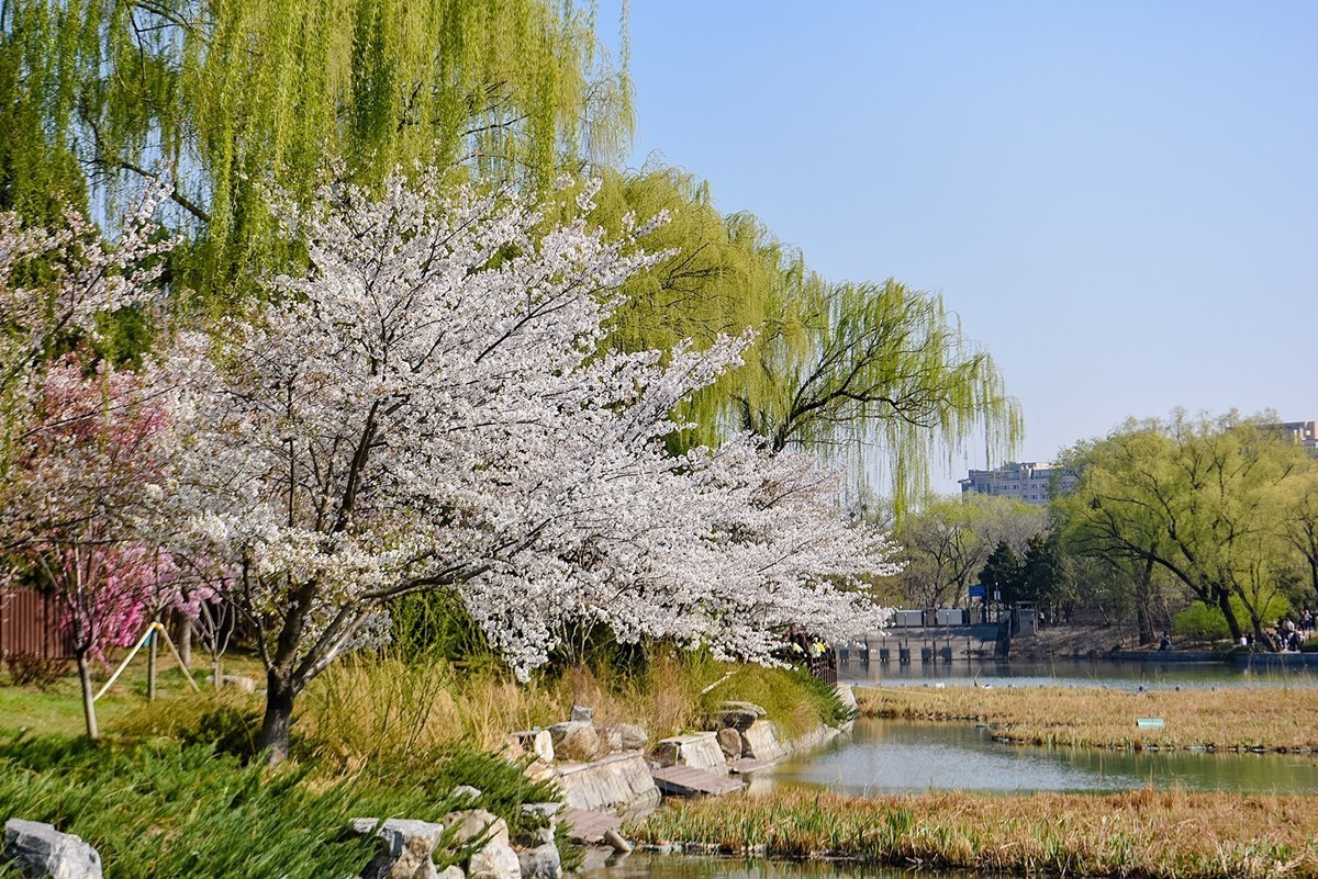 2025年第0373贴-玉渊潭樱花拍（0602）