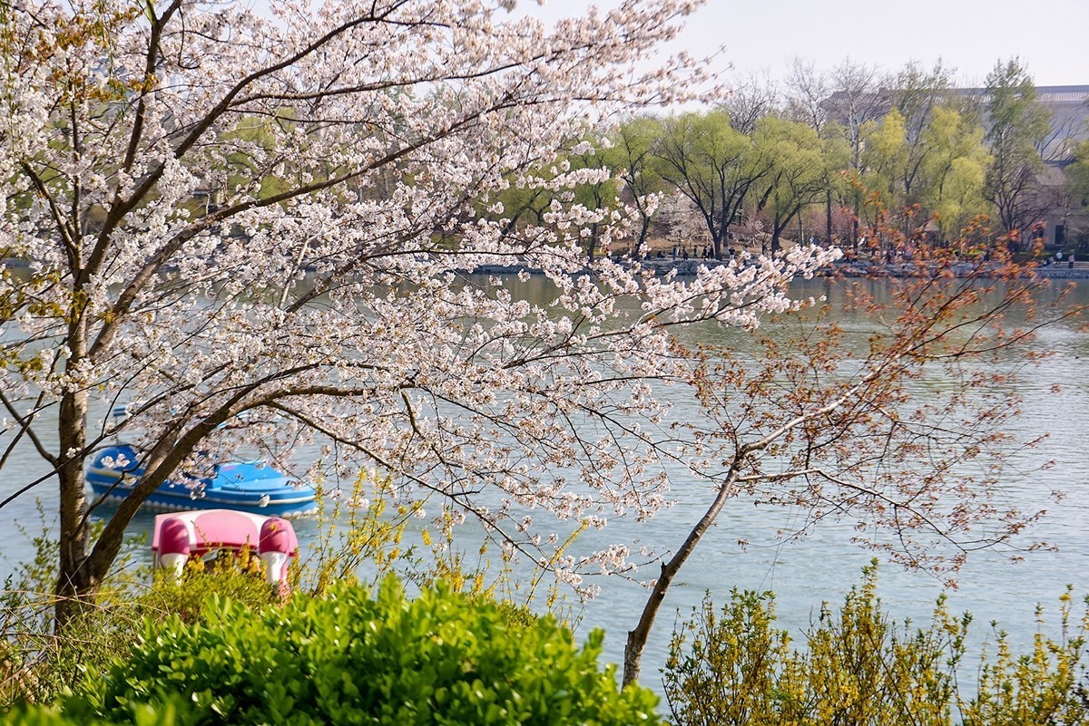 2025年第0373贴-玉渊潭樱花拍（0602）