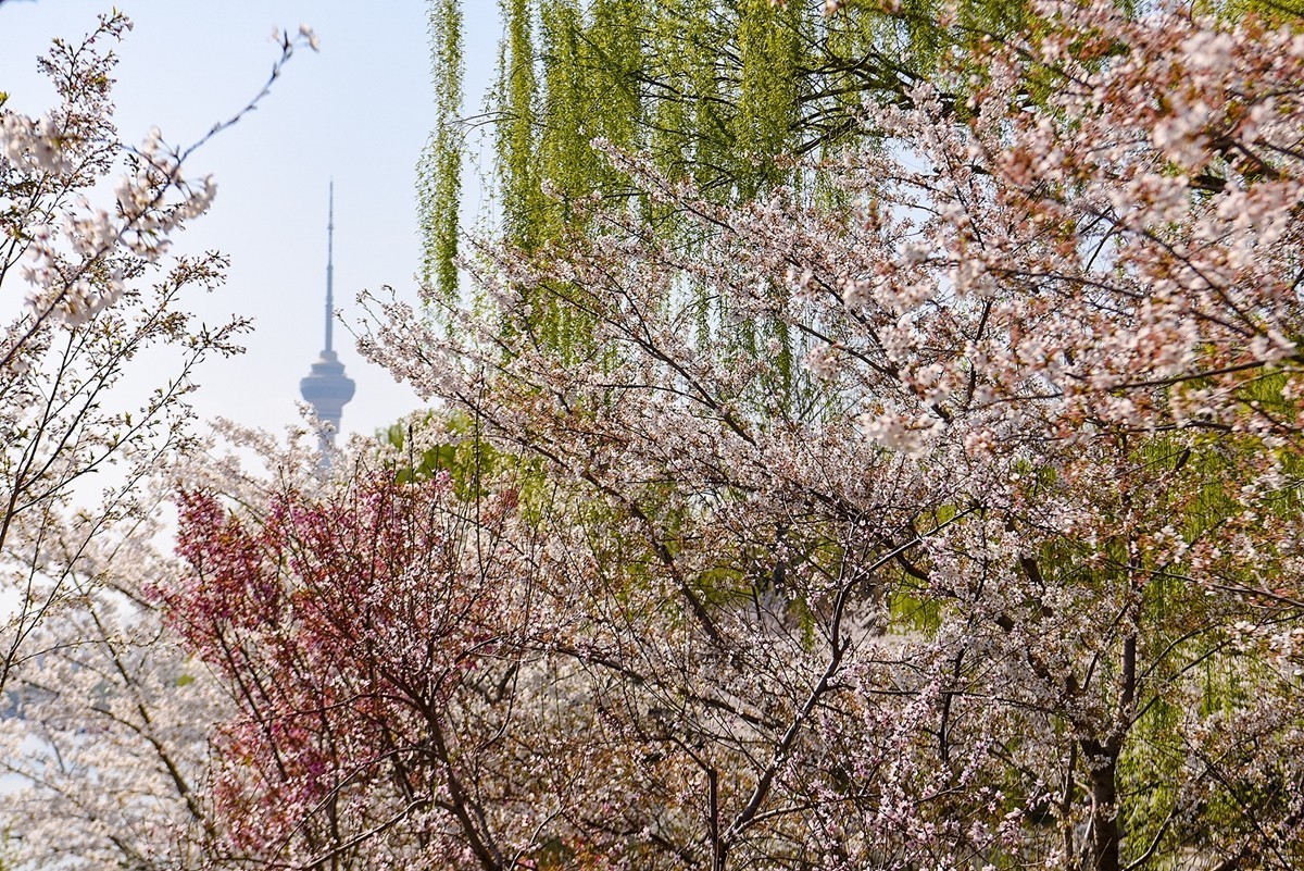 2025年第0373贴-玉渊潭樱花拍（0602）