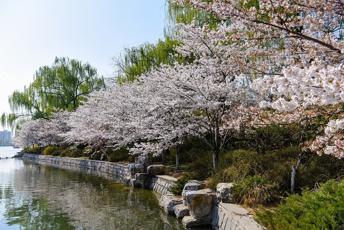 2025年第0373贴-玉渊潭樱花拍（0602）