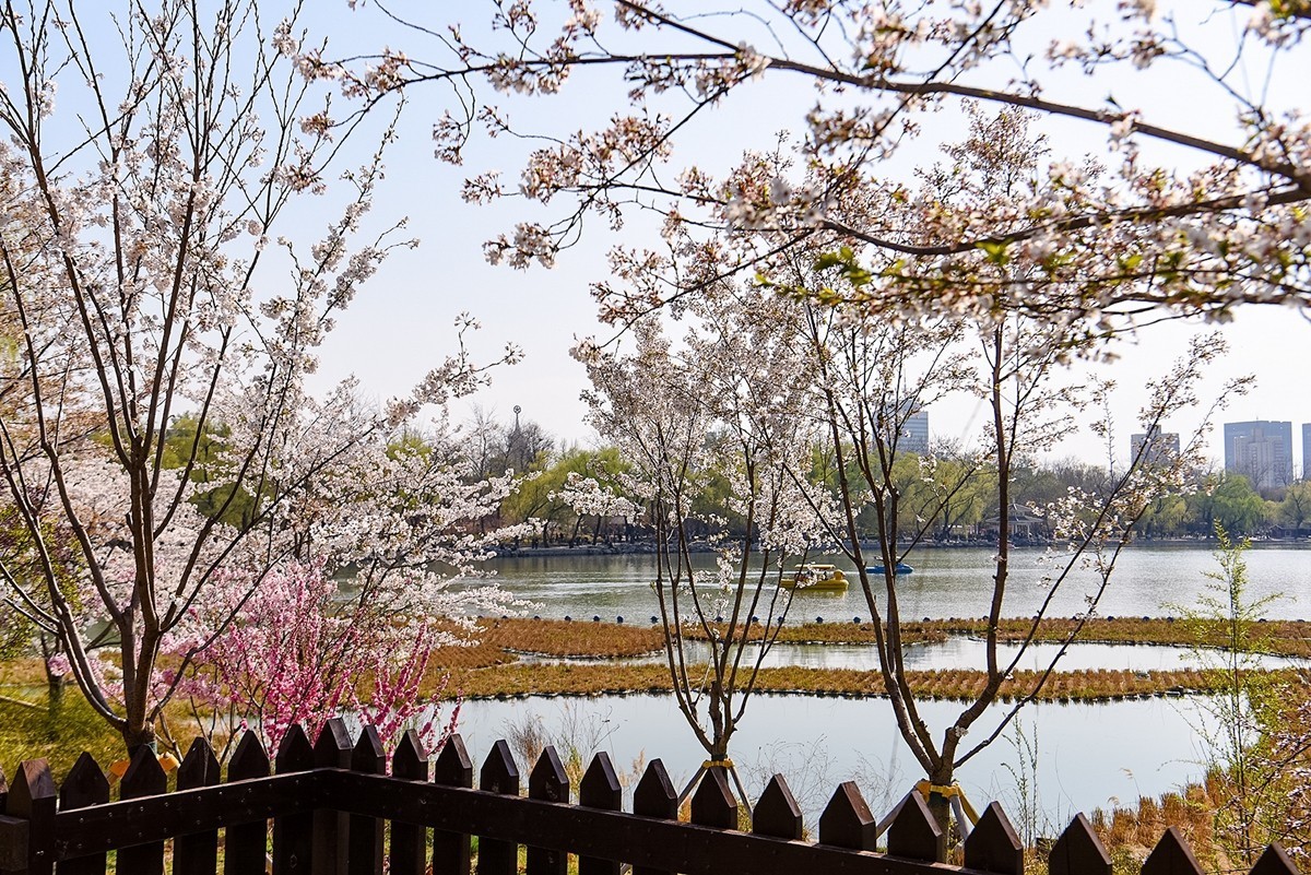 2025年第0373贴-玉渊潭樱花拍（0602）