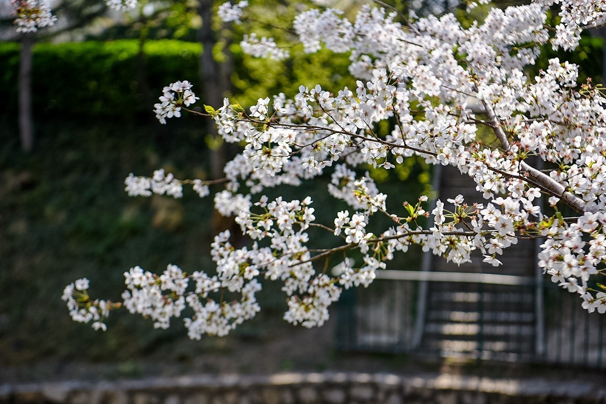 2025年第0373贴-玉渊潭樱花拍（0602）