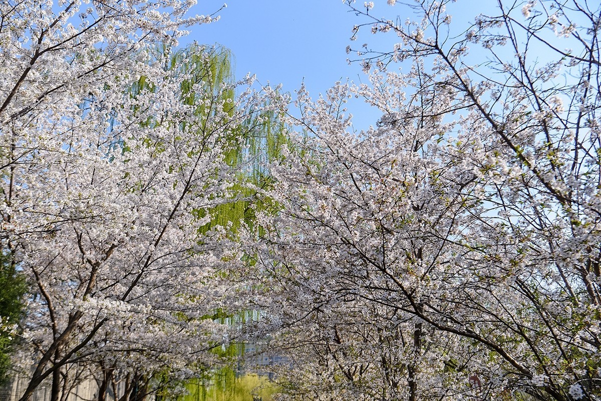 2025年第0373贴-玉渊潭樱花拍（0602）