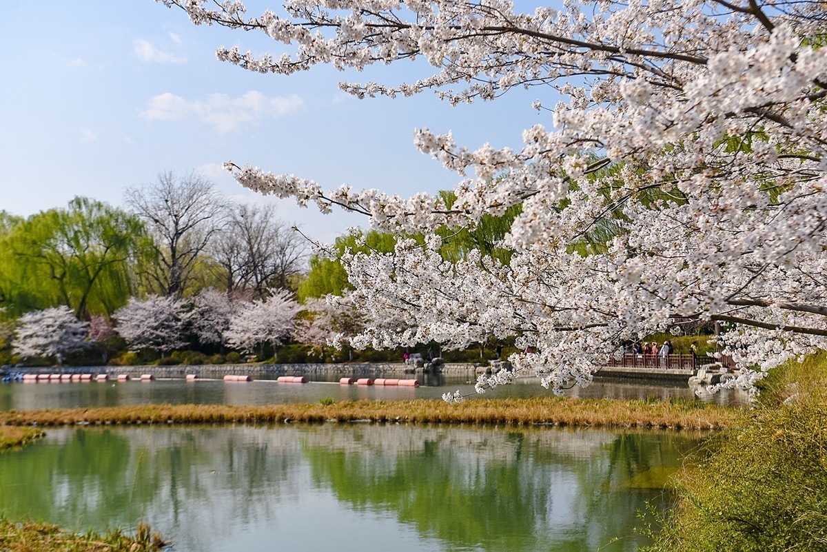 2025年第0373贴-玉渊潭樱花拍（0602）
