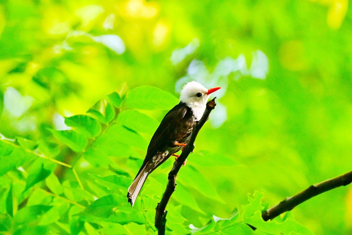 可爱的黑短脚鹎鸟