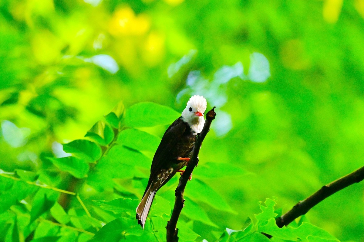 可爱的黑短脚鹎鸟