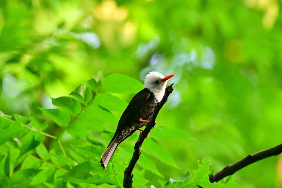 可爱的黑短脚鹎鸟