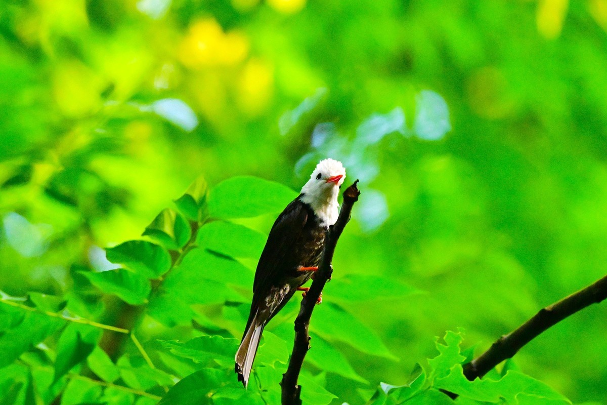 可爱的黑短脚鹎鸟