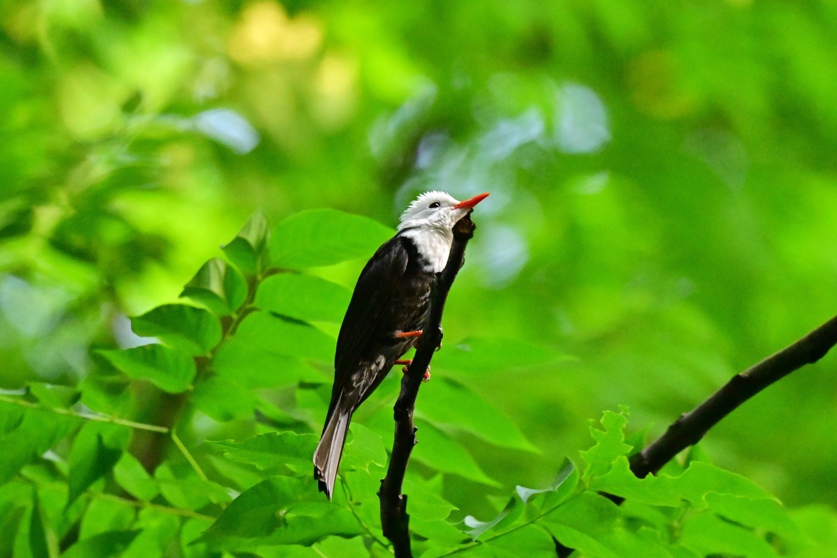 可爱的黑短脚鹎鸟