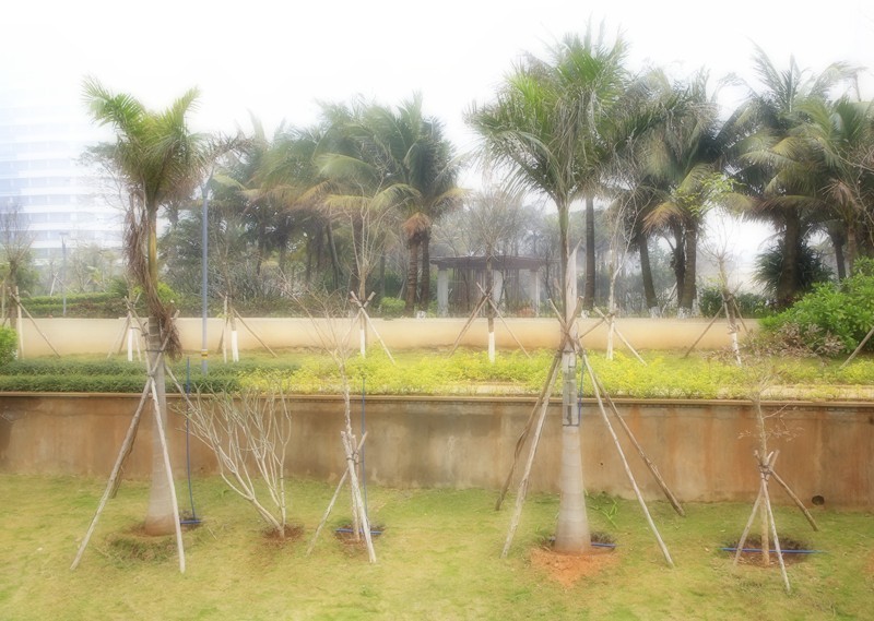 《不老松：忆海南游记》(20)雾罩长岛兰湾！