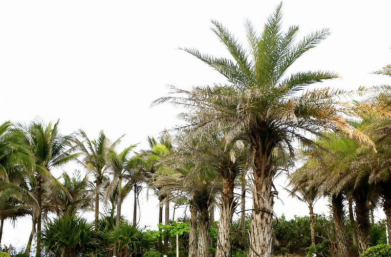 《不老松：忆海南游记》(21)长島蓝湾泳池美景！