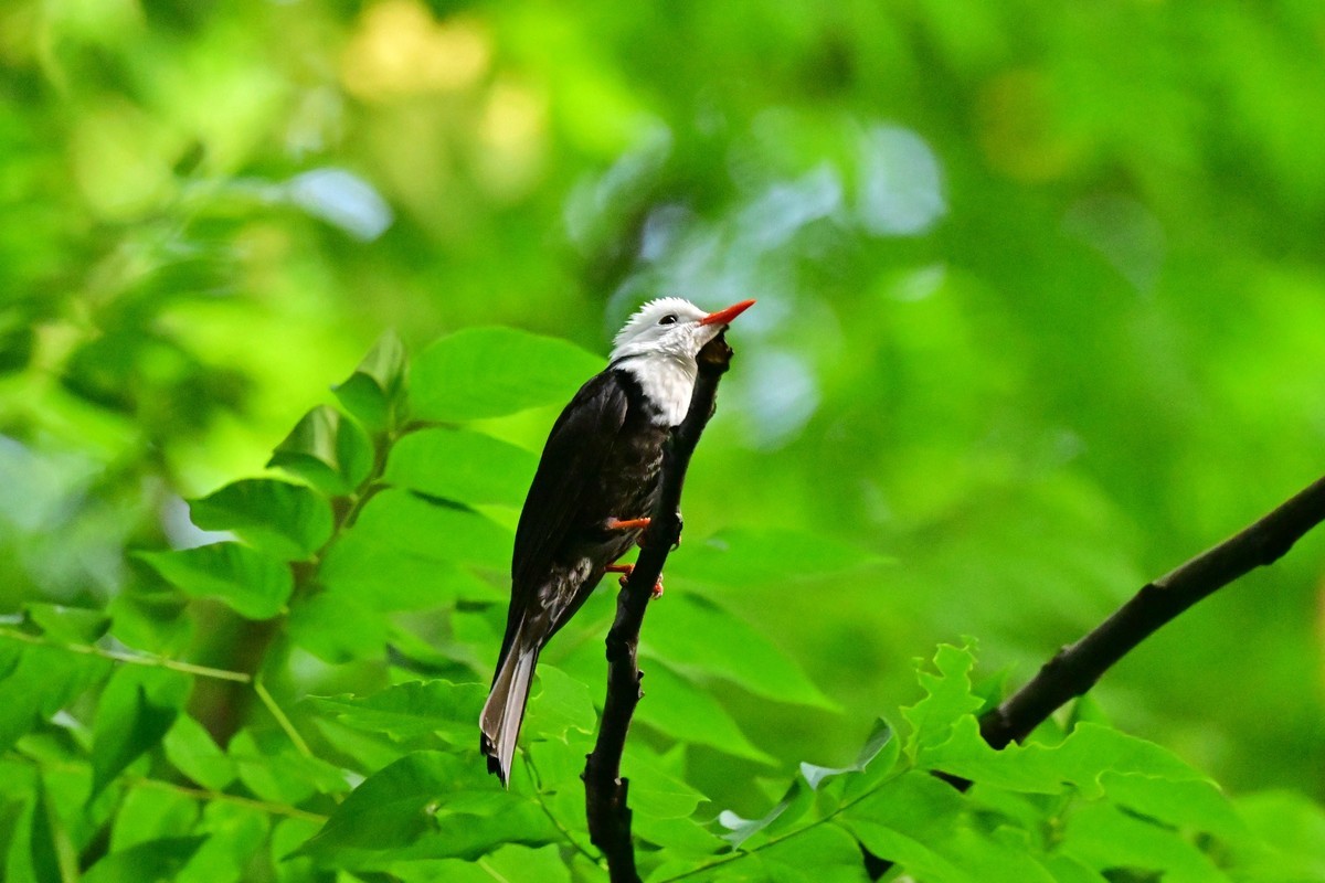 可爱的黑短脚鹎鸟