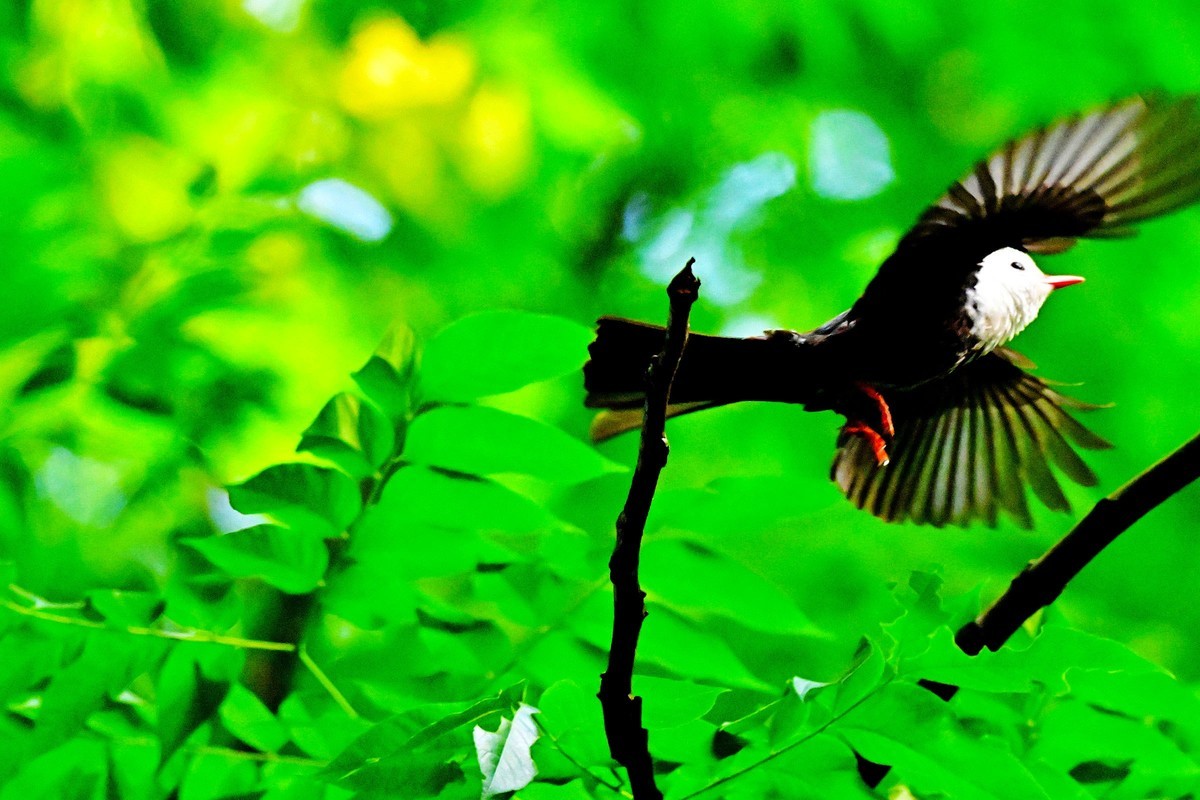 可爱的黑短脚鹎鸟