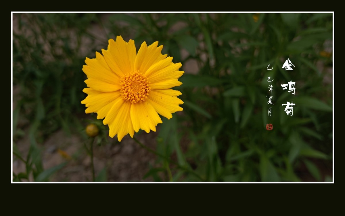 金光闪闪的金鸡菊