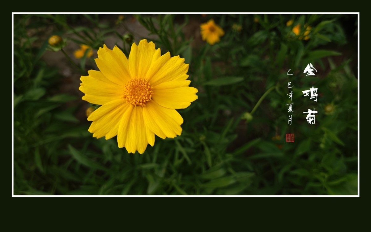 金光闪闪的金鸡菊