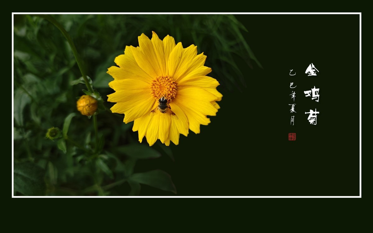 金光闪闪的金鸡菊