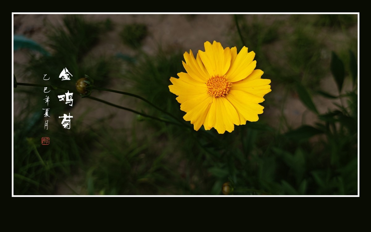 金光闪闪的金鸡菊