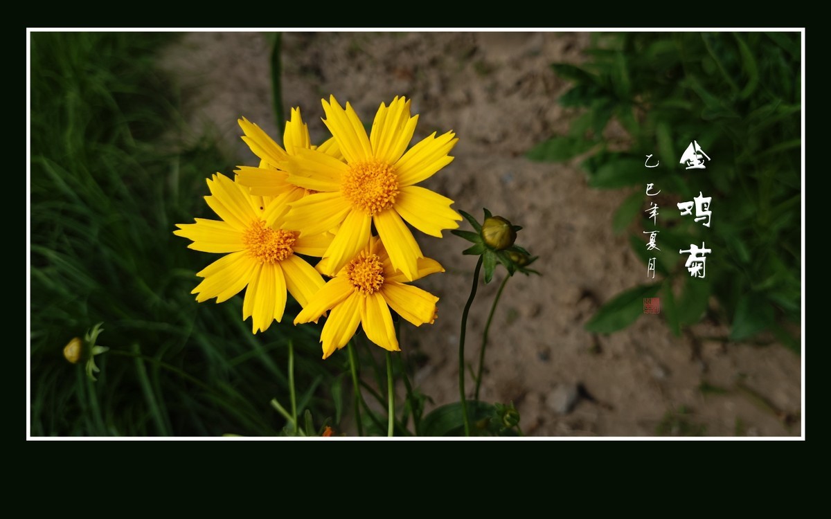 金光闪闪的金鸡菊