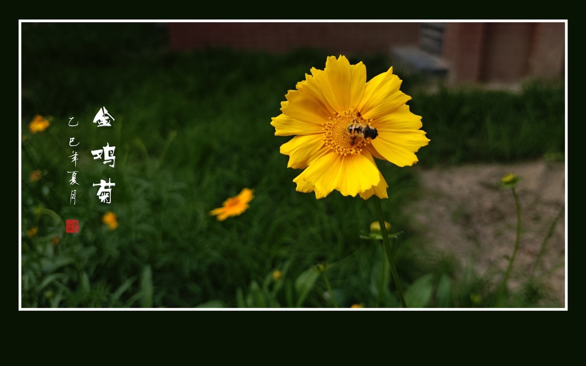 金光闪闪的金鸡菊