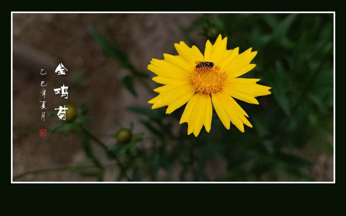 金光闪闪的金鸡菊