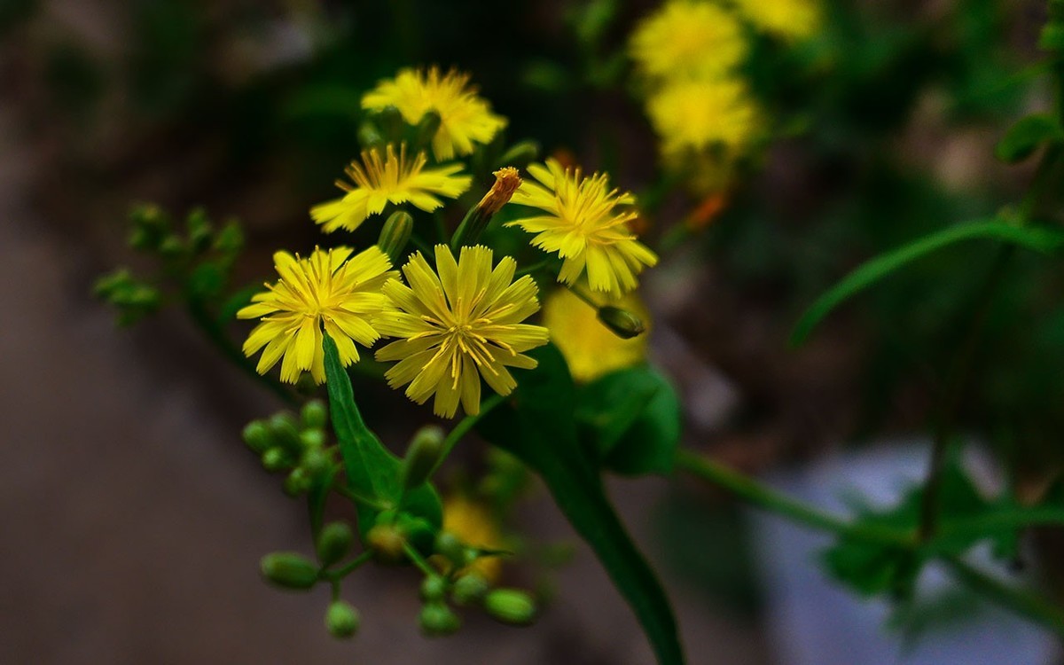 苦菜花开