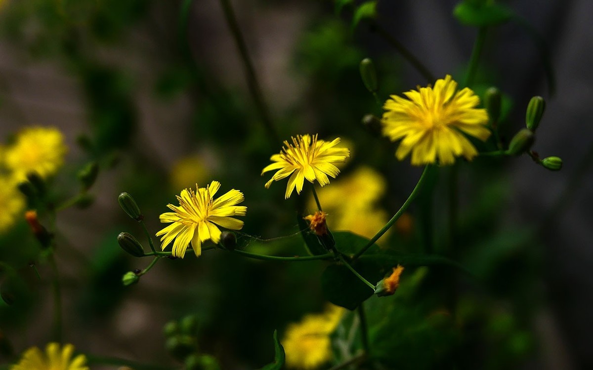 苦菜花开