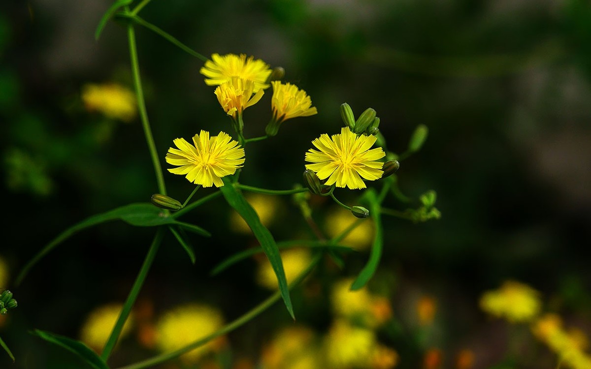 苦菜花开