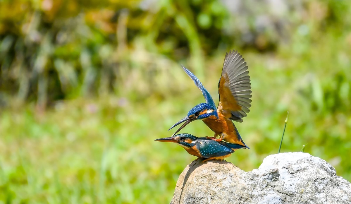 2022-04-09杭州植物园拍翠鸟