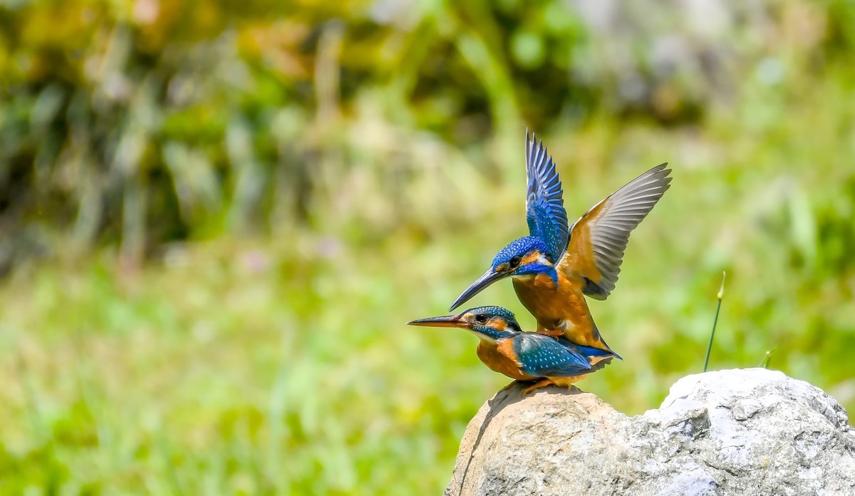 2022-04-09杭州植物园拍翠鸟