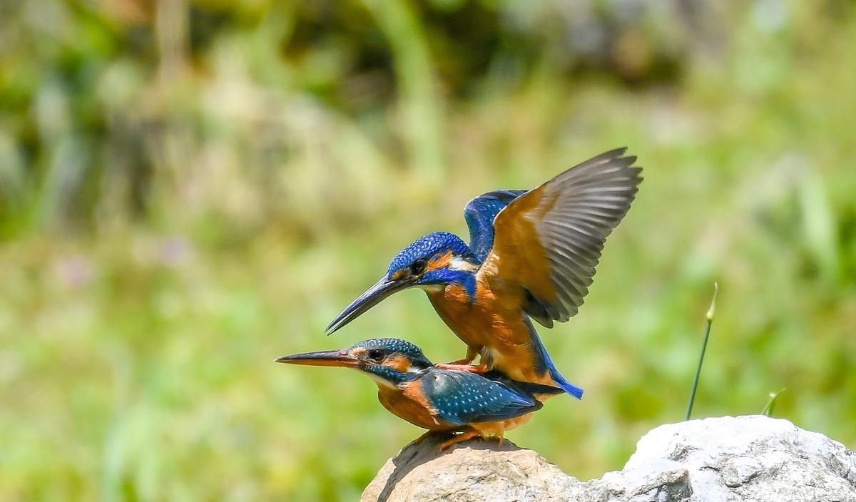 2022-04-09杭州植物园拍翠鸟