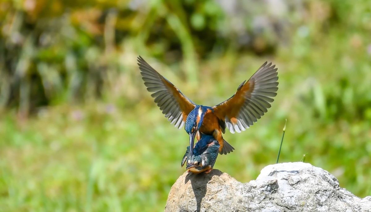 2022-04-09杭州植物园拍翠鸟