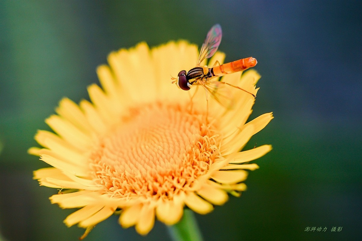 清晨圆明园寻找昆虫（老蛙60mm微距定焦）
