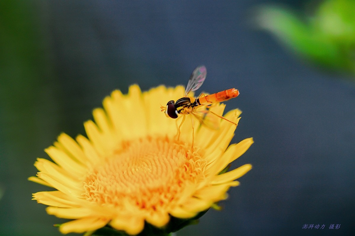 清晨圆明园寻找昆虫（老蛙60mm微距定焦）