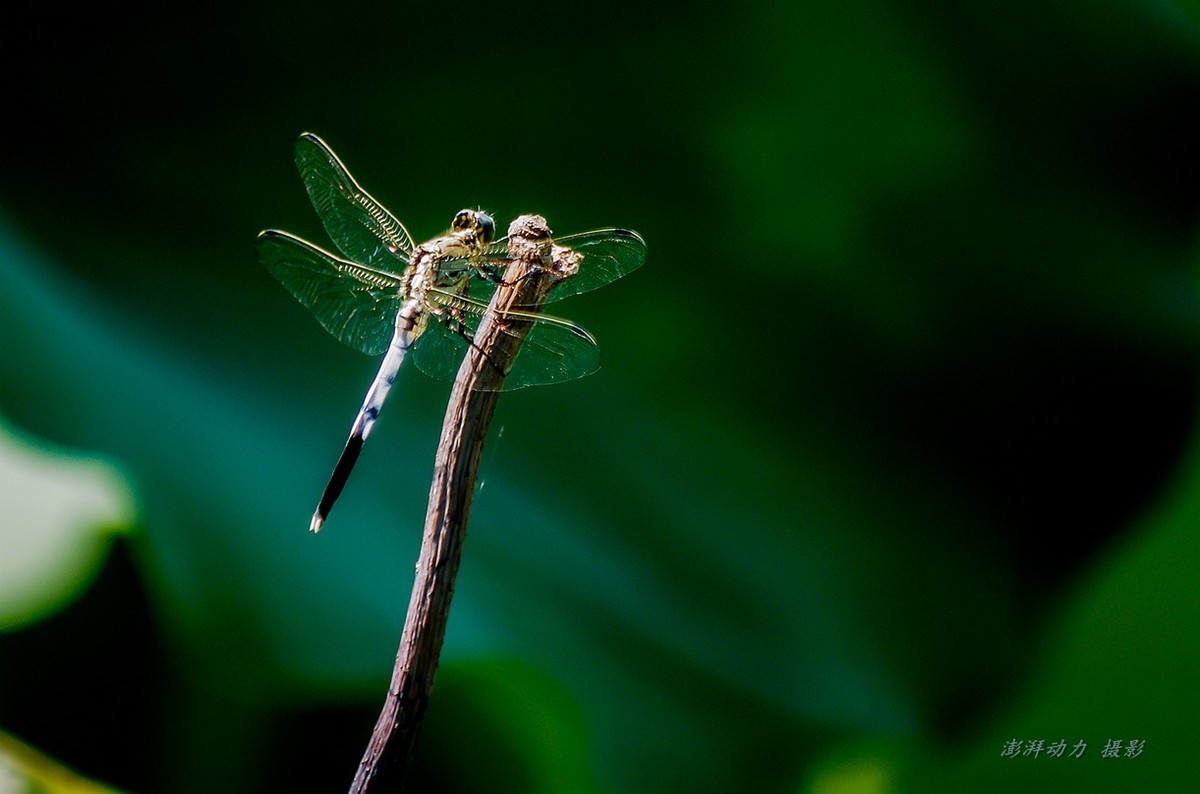 清晨圆明园寻找昆虫（老蛙60mm微距定焦）