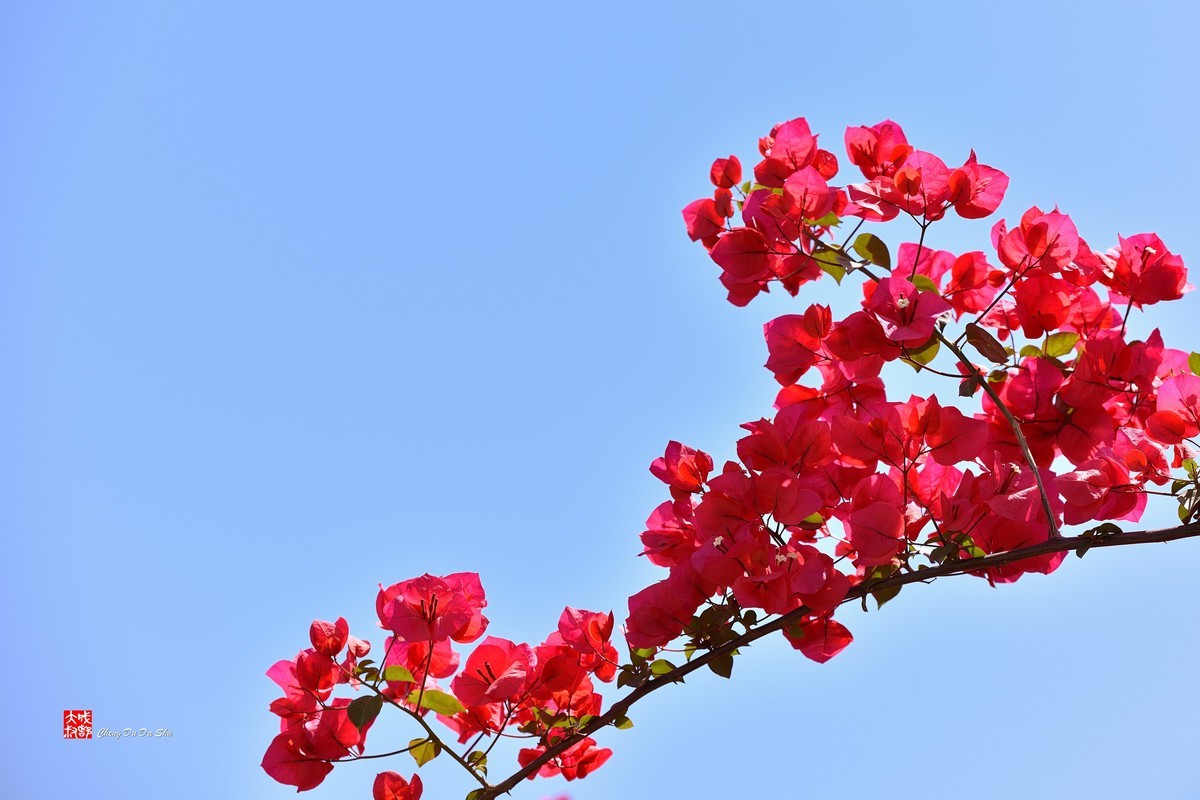 春拍三角梅（三）