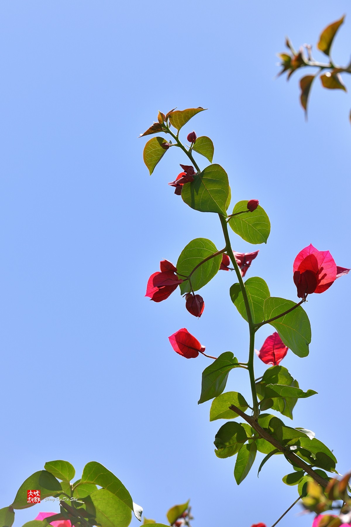 春拍三角梅（三）