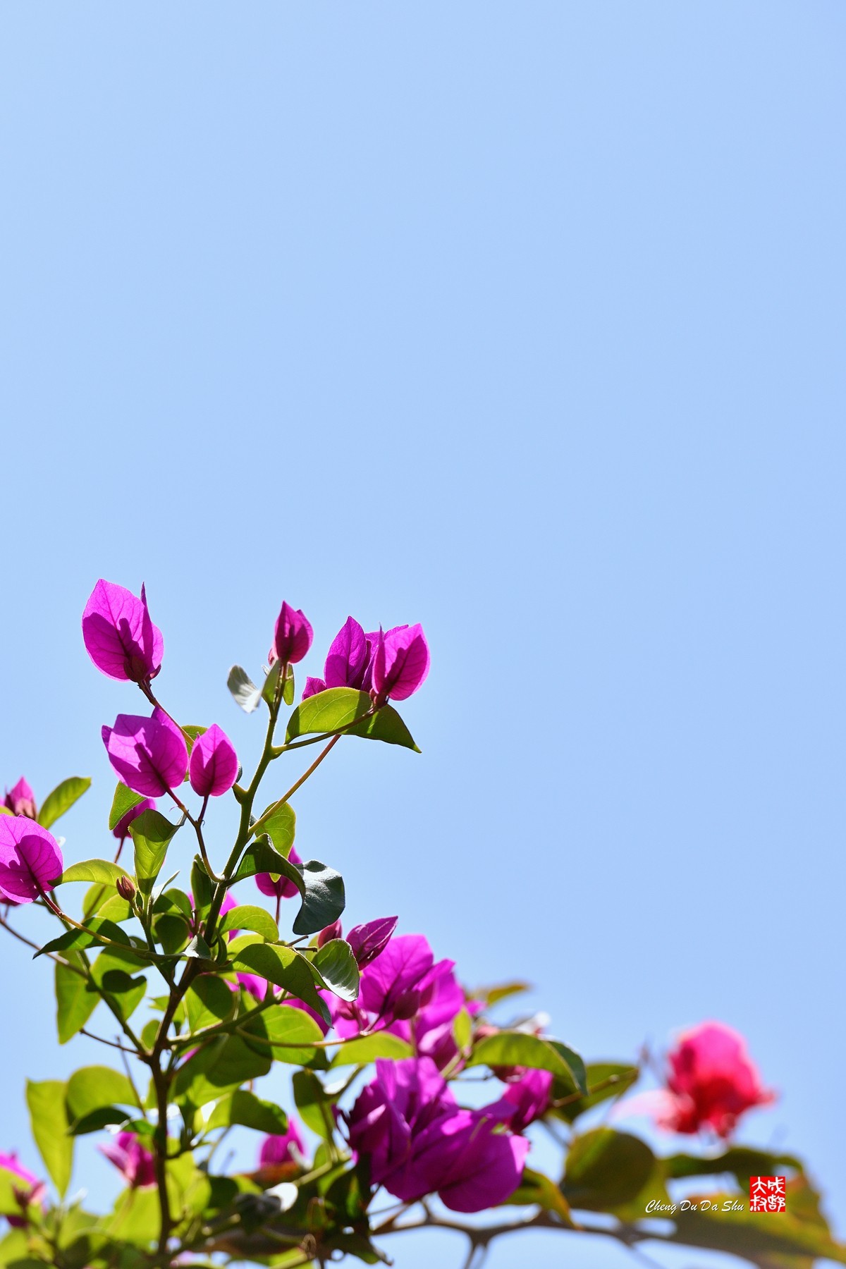 春拍三角梅（三）