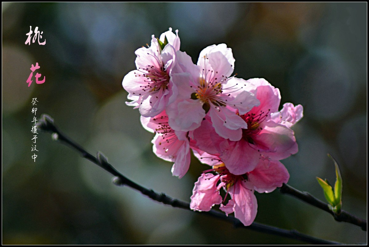 桃花朵朵开（2023145）