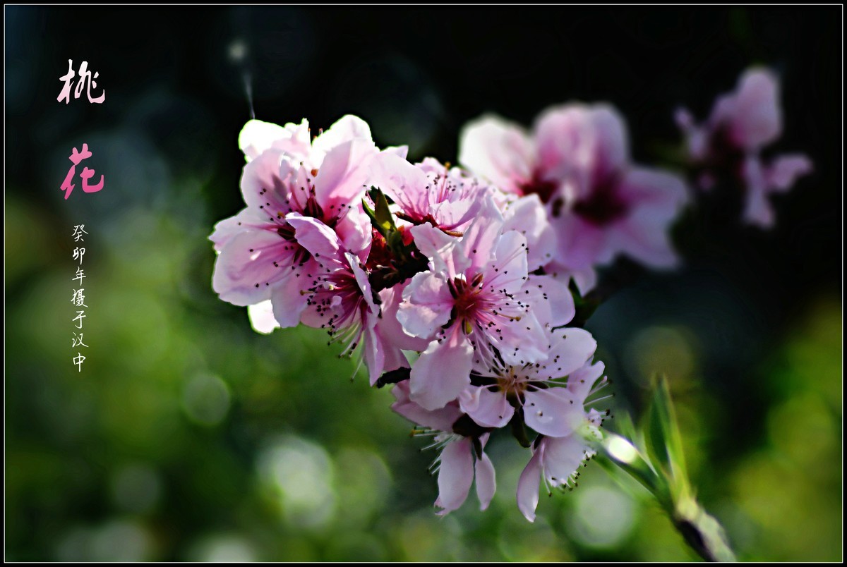 桃花朵朵开（2023145）