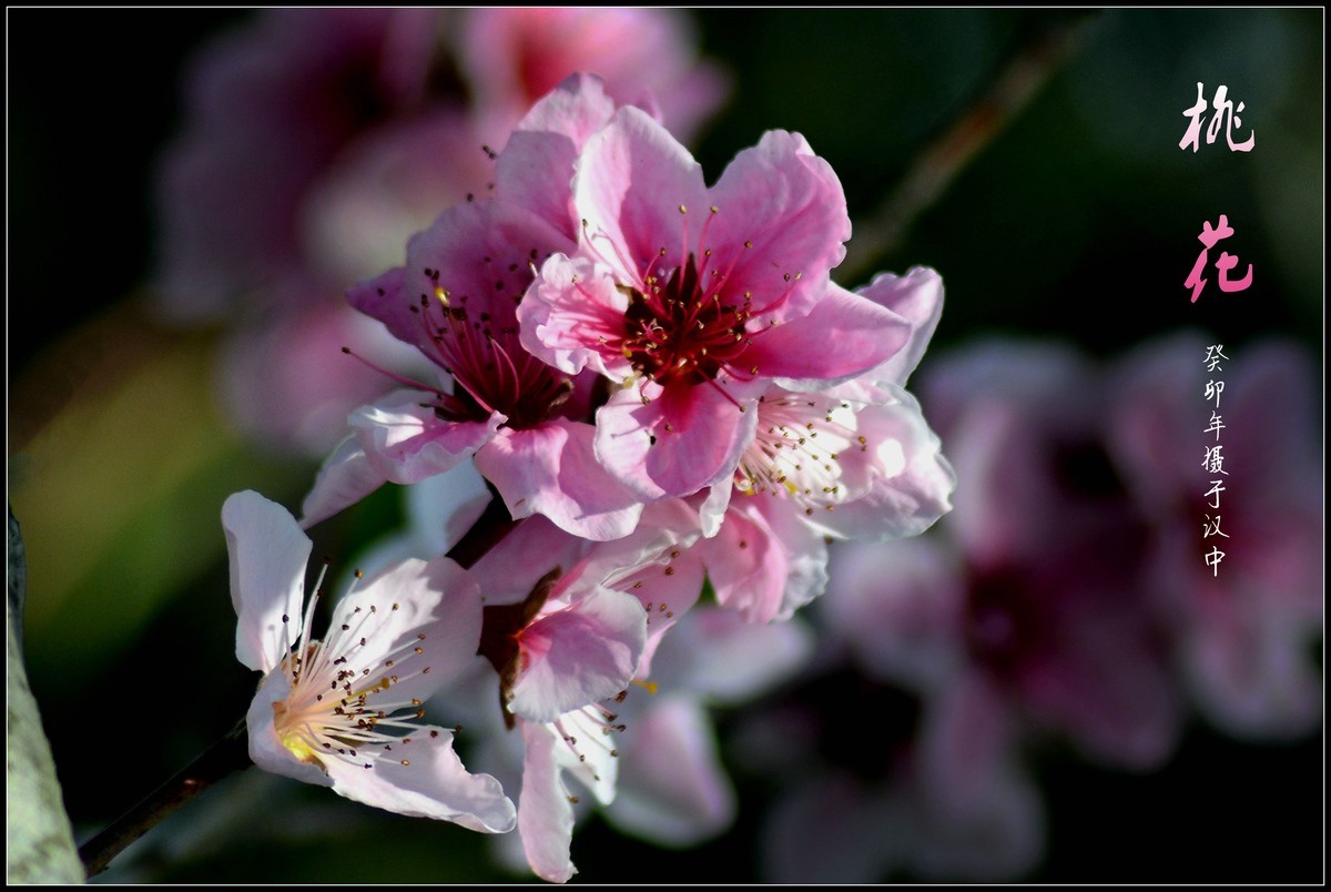 桃花朵朵开（2023145）