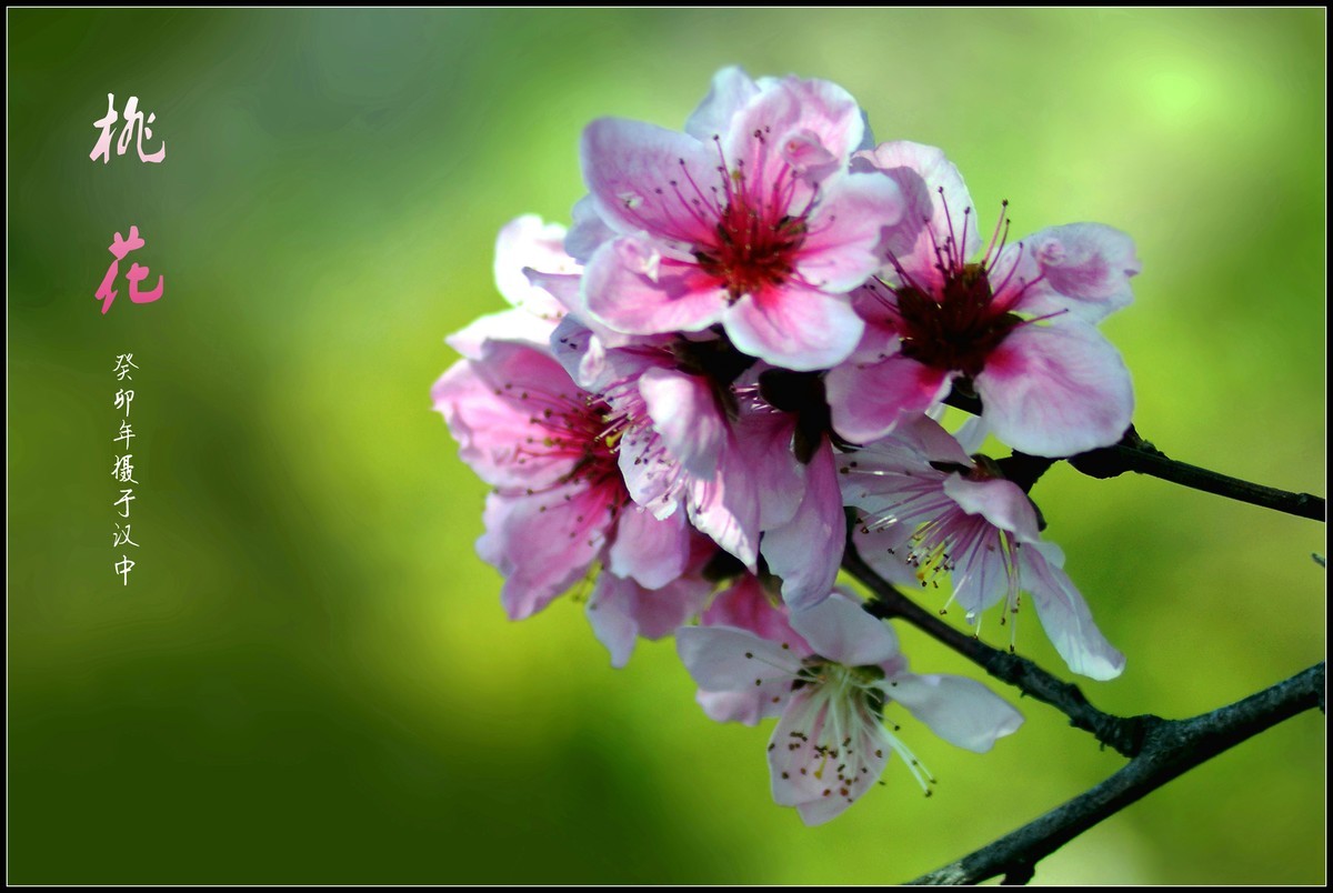 桃花朵朵开（2023145）