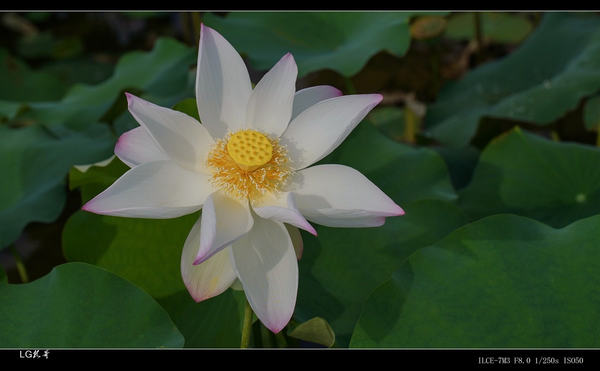 接天莲叶无穷碧，映日荷花别样红