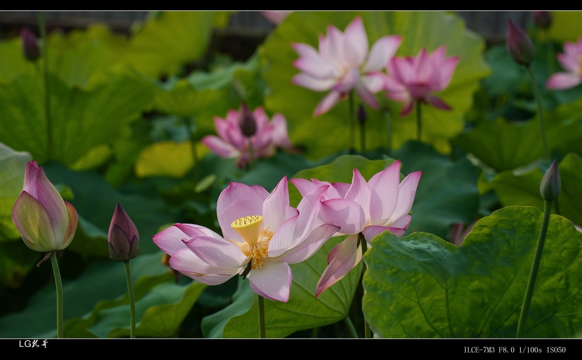 接天莲叶无穷碧，映日荷花别样红
