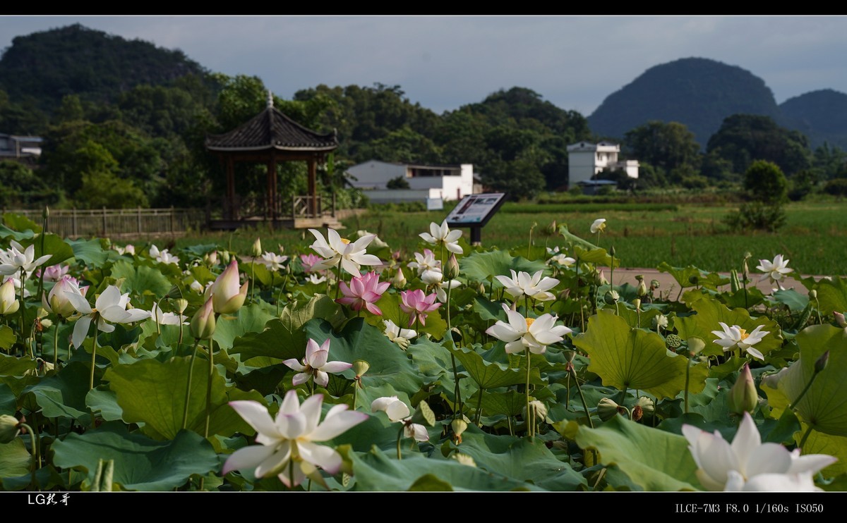 接天莲叶无穷碧，映日荷花别样红