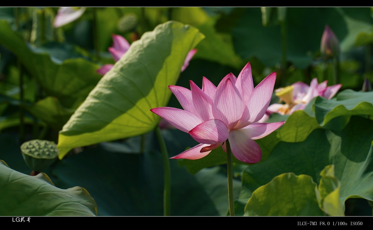 接天莲叶无穷碧，映日荷花别样红