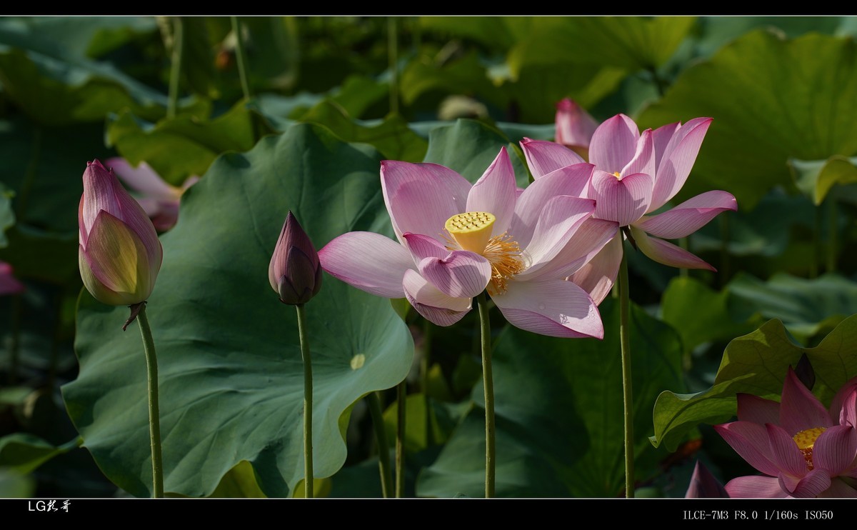 接天莲叶无穷碧，映日荷花别样红