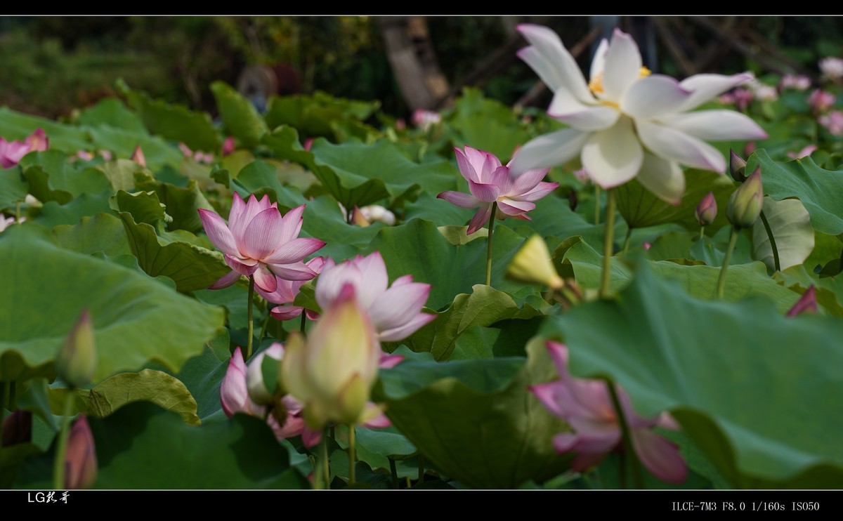 接天莲叶无穷碧，映日荷花别样红