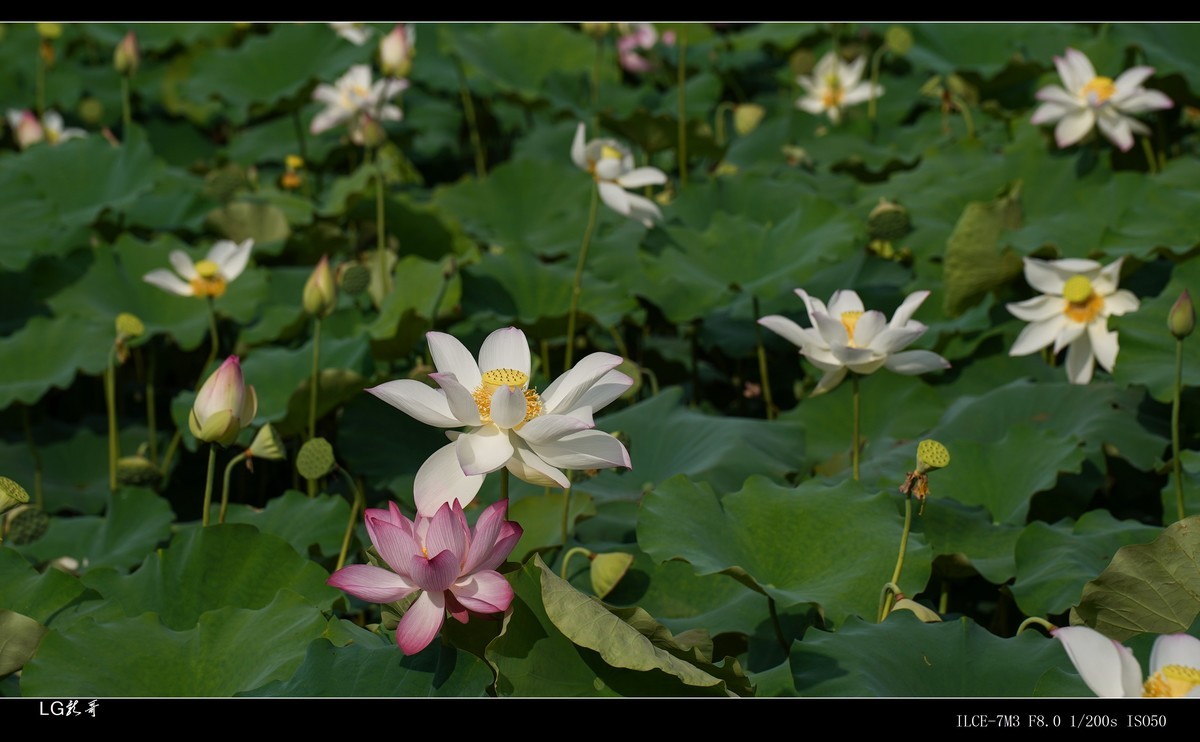 接天莲叶无穷碧，映日荷花别样红