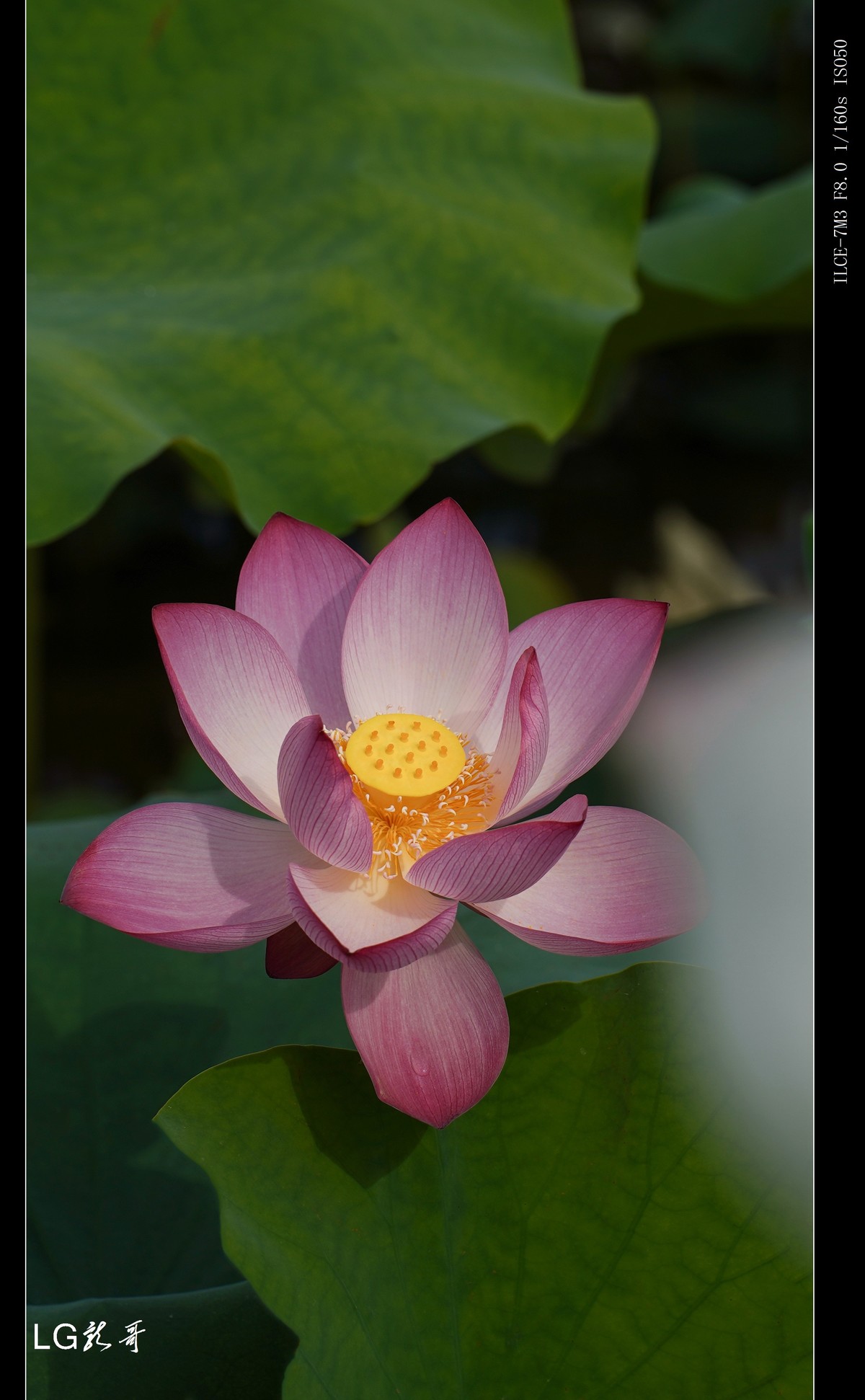 接天莲叶无穷碧，映日荷花别样红